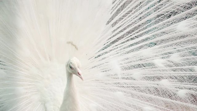 White peacock close up with open tail