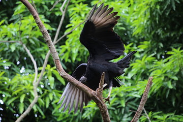 URUBU