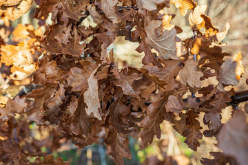old dry vegetation texture in autumn nature