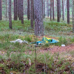 illegal dumpster in the woods forest in summer