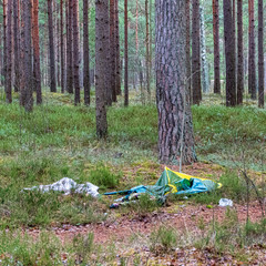 illegal dumpster in the woods forest in summer