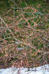 old dry vegetation texture in autumn nature