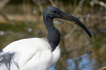 Ibis Sagrado