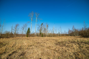 old dry vegetation texture in autumn nature