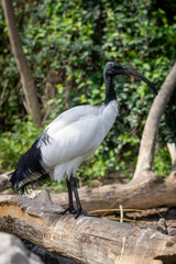 Ibis Sagrado