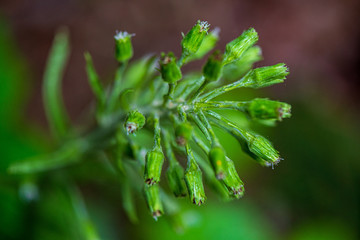 Fototapeta na wymiar fresh green leaves with blur background in spring sun