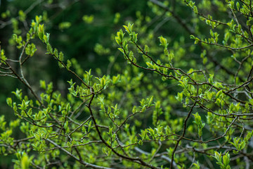 fresh green leaves with blur background in spring sun