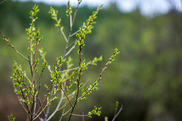 fresh green leaves with blur background in spring sun