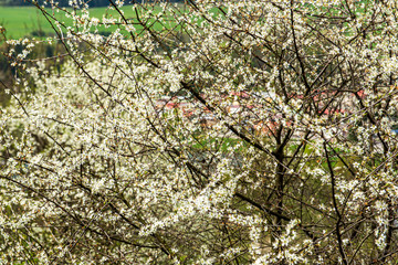 fresh green leaves with blur background in spring sun