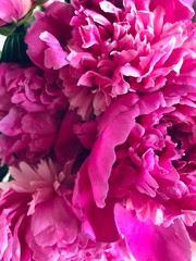Peony flowers closeup background. Pink fuchsia colors garden flower. Elegant floral plant for any holiday, wedding, your text card.