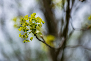 fresh green leaves with blur background in spring sun