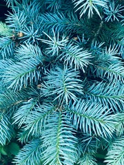 Sweet blue spruce background grows deep in the forest closeup. Cute green fluffy fir tree brunch close up. Christmas wallpaper concept texture. Pine plant image for holiday card, abstract design