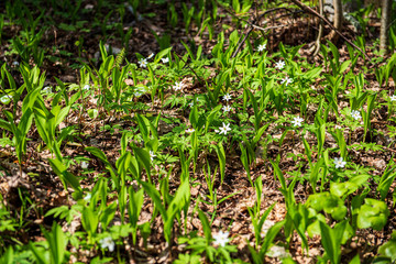 fresh green leaves with blur background in spring sun