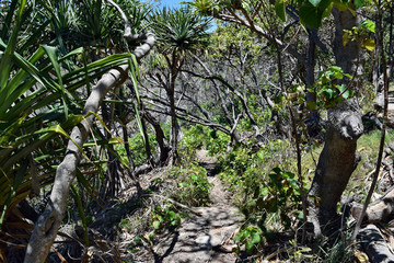 Fototapeta premium Forest Way at Noosa National Park