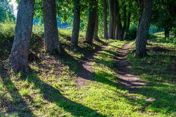 summer sun lit green forest park for relaxsation