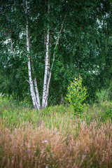 summer sun lit green forest park for relaxsation