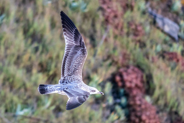 seagull in flight