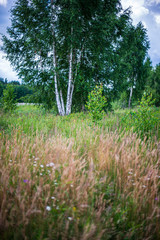 summer sun lit green forest park for relaxsation