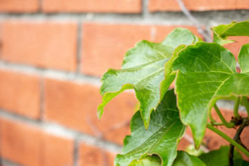 A rustic background of brick walls and green ivy