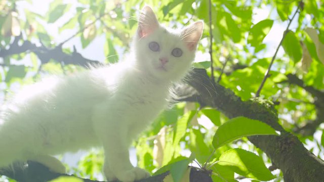 LENS FLARE, SLOW MOTION, CLOSE UP: Bright spring sunbeams shine through the foliage and on baby cat standing in treetop. Curious white kitten with beautiful eyes stands on branch and explores the tree
