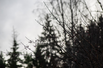 old dry vegetation texture in autumn nature