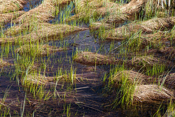 old dry vegetation texture in autumn nature