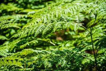 summer sun lit green forest park for relaxsation