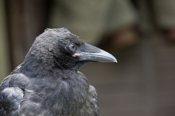 Portrait einer zahmen Rabenkrähe (Corvus corone corone)