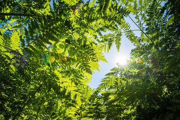 summer sun lit green forest park for relaxsation