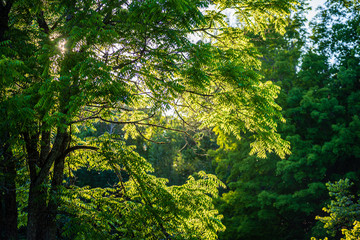 Obraz premium summer sun lit green forest park for relaxsation
