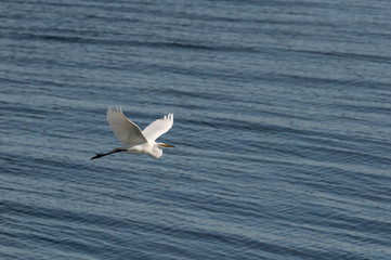 Great Egret in flight parallel to hurricane barrier