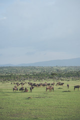 Fototapeta na wymiar Beautiful african buffalo. Animal world
