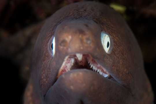 A White-eyed Moray Eel, Sidereal Thysoidea, Opens Its Jaws In Komodo National Park, Indonesia. This Tropical Area Is Part Of The Coral Triangle And Is A Popular Destination For Divers And Snorkelers.