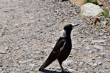  Australian Magpie (Gymnorhina tibicen) in Noosa National Park
