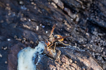 wasp
