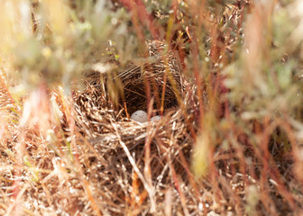 Horizontal image of a Lark Sparrows nest in the grass under a sage bush.