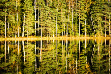 deep dark forest lake with reflections of trees and green foliage