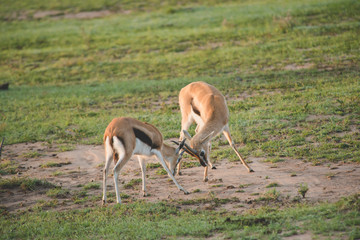  Beautiful african chamois in nature. Animal world
