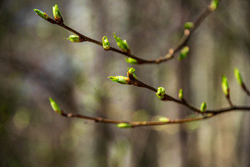 fresh green summer spring foliage textured background with blur
