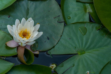 White Water lily, Lotus or Water Lilies flowers  pond with water droplets on the leaves floating.