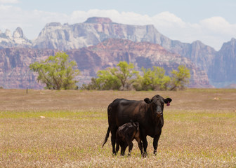 A black Angus cow with a nursing calf stands in a field of grass with trees and mountains in the...