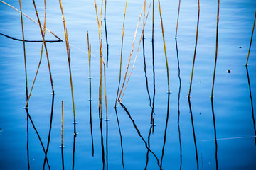 dry old grass bents in water texture