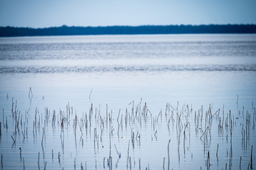 dry old grass bents in water texture
