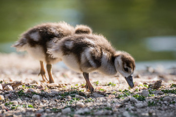 Joven oca del nilo, egyptian goose © Azahara