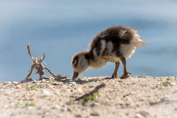 Joven oca del nilo, egyptian goose © Azahara