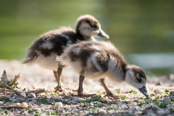 Joven oca del nilo, egyptian goose © Azahara
