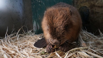 Beaver in the Voronezh Bobrovsky Reserve in Russia.