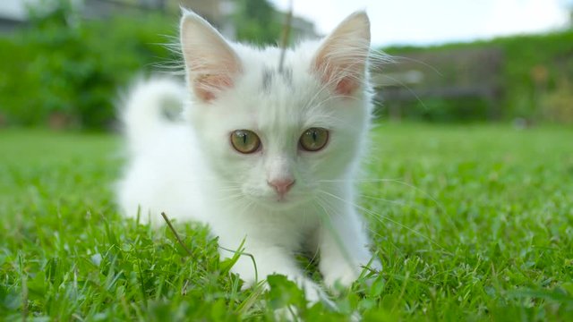 SLOW MOTION, CLOSE UP, DOF: Cute baby cat lies in the grassy backyard while being teased with a blade of grass and playing with owner on a sunny spring day. Adorable shot of a fluffy white kitty.