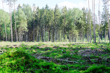 fresh green summer spring foliage textured background with blur