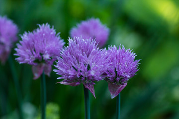 Blooming decorative onions in the garden